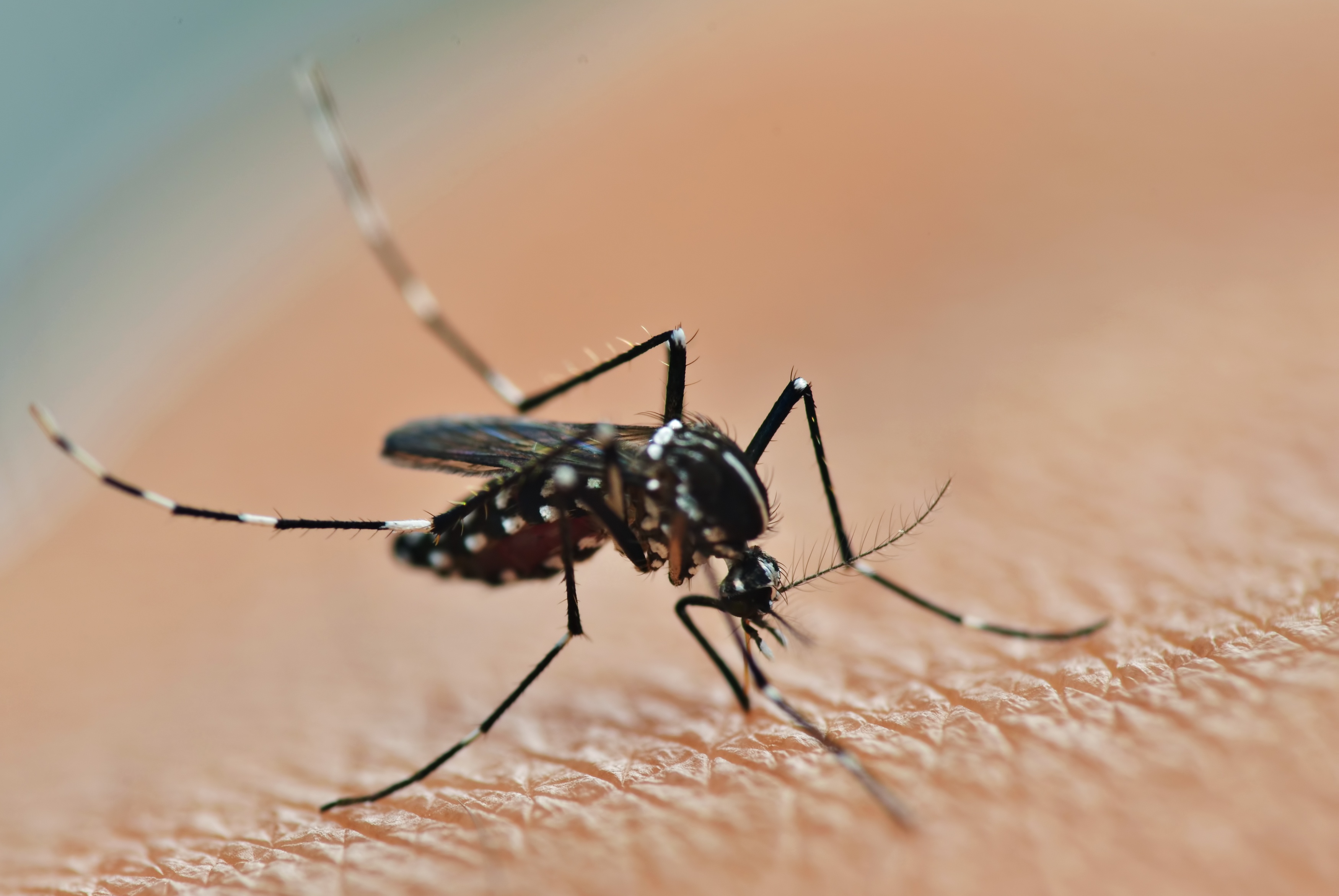 Какие инфекции передаются через укусы кровососущих насекомых. Комар Денге. Aedes aegypti комар. Лихорадка Денге комар.